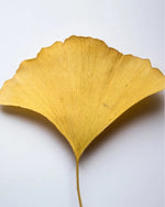 Antioxidant Glow Enhancer