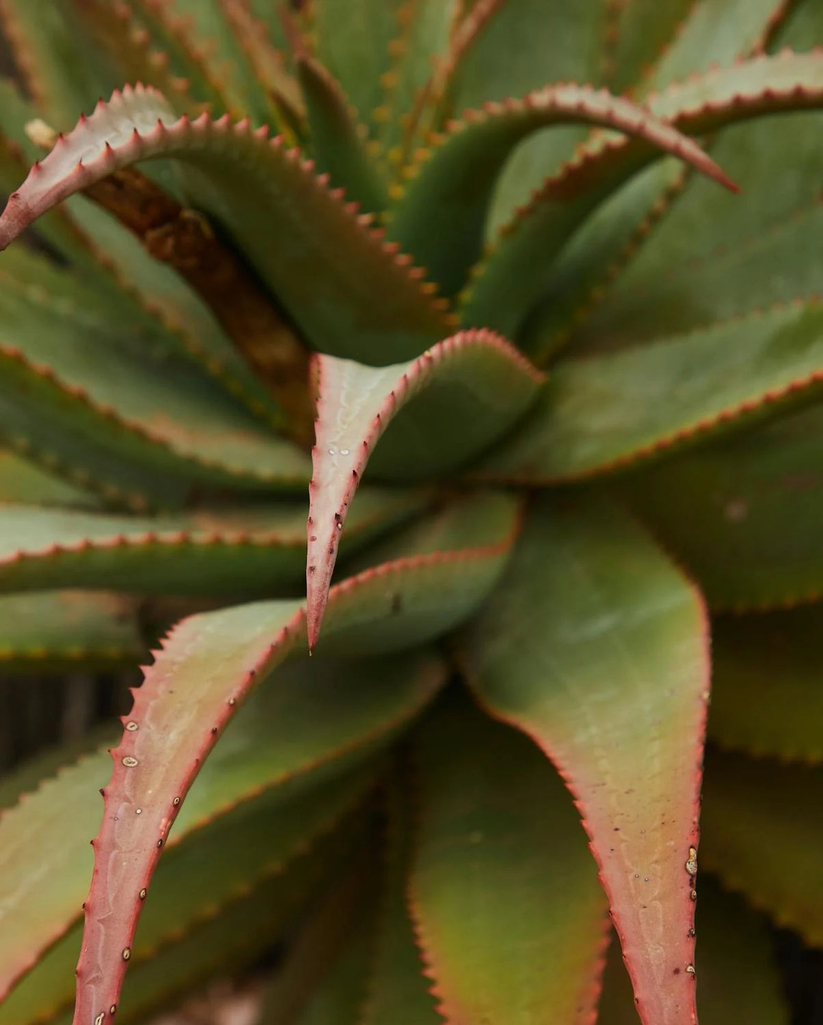 Aloe Clarifying Cleanser