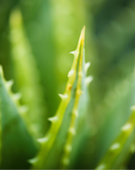 Aloe Moisturizing Day Cream