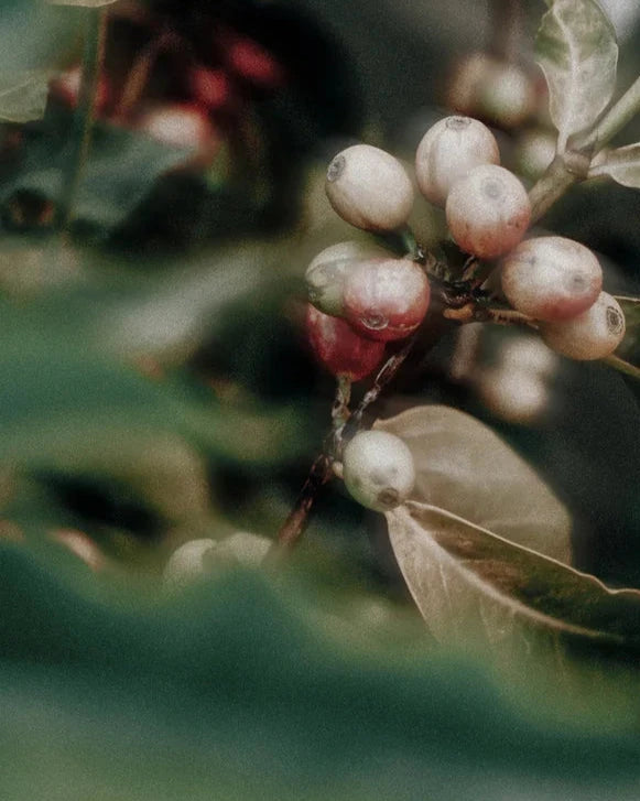 Caffeine Glow Enhancer