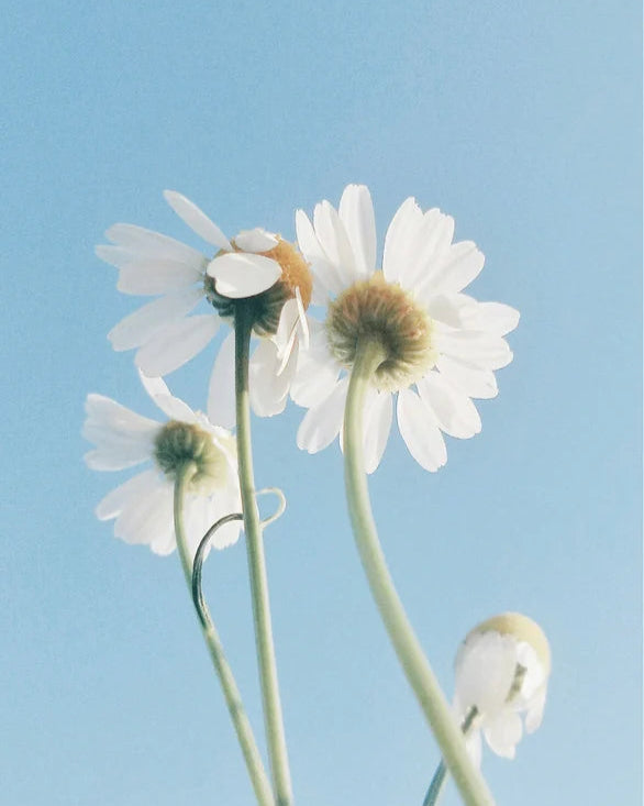 Gentle Oil-To-Milk Cleanser